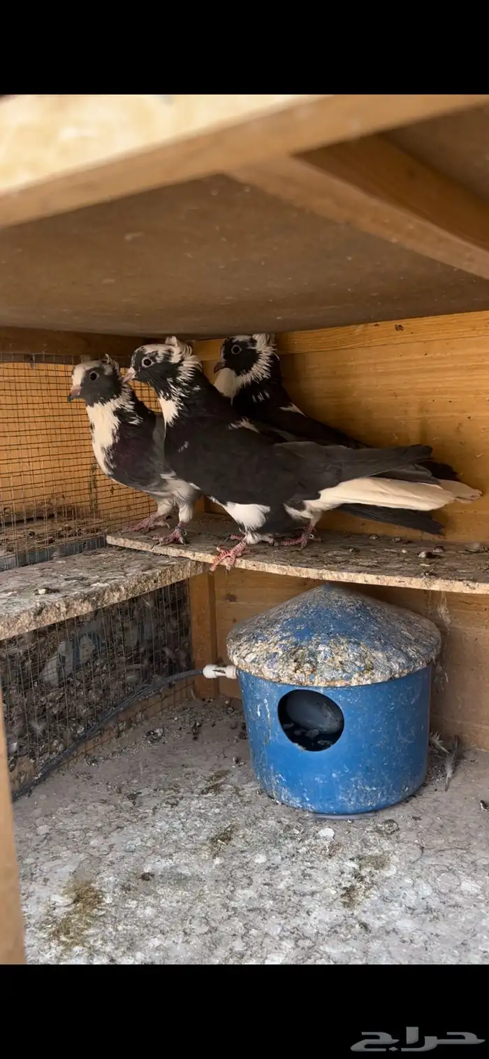 حمام قطيفي للبيع (تم البيع ) 3