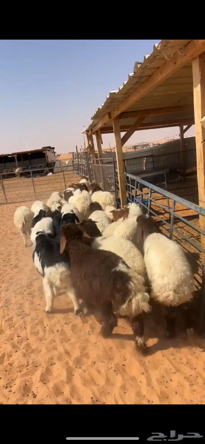 هرافى نعيم 0