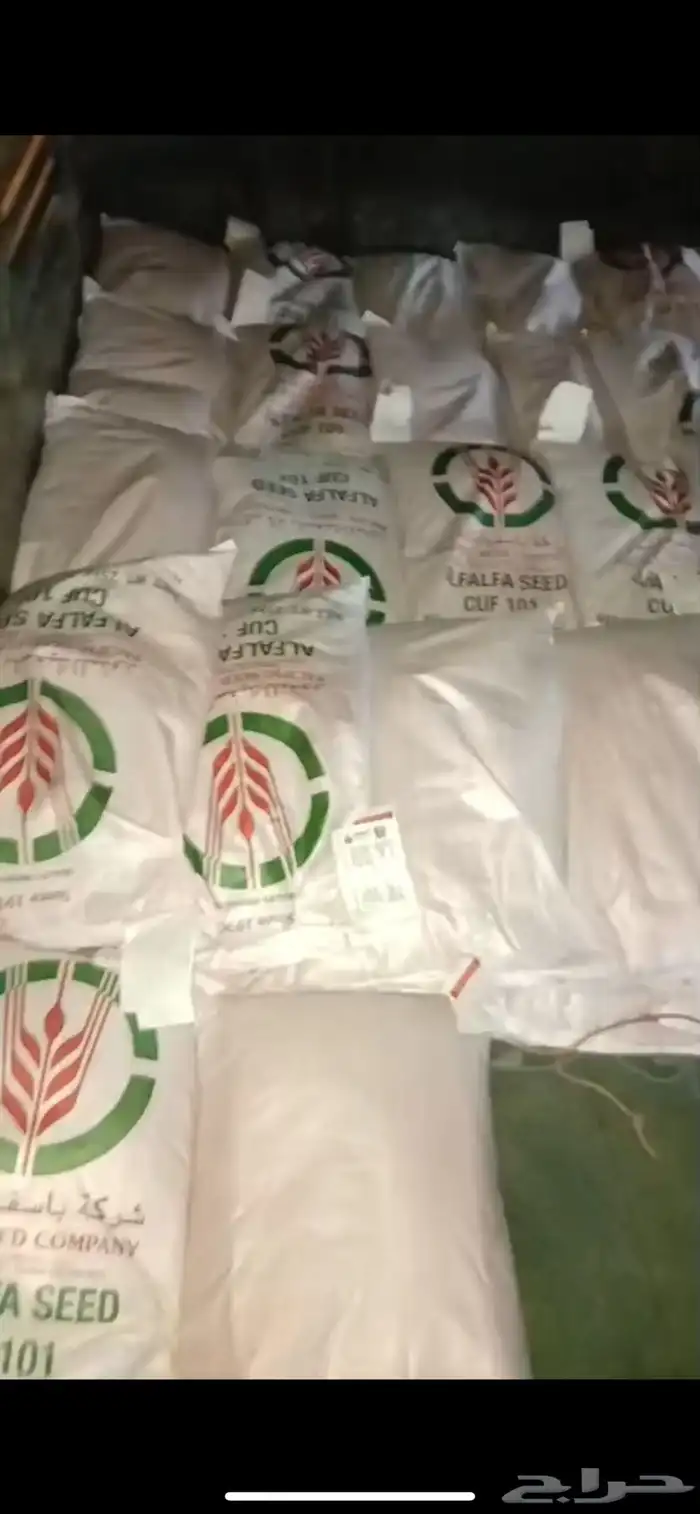 بذور باسفيك رخيص 0