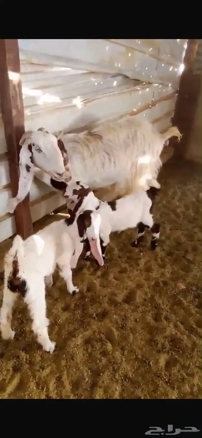 عنز معها ثنين 0