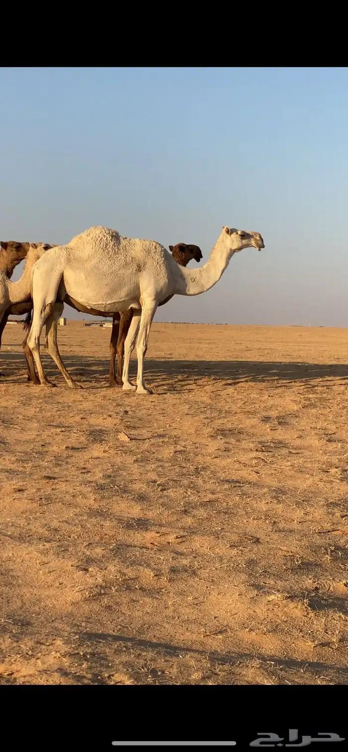 ابل ذود مراح واحد صفر و وضح 12