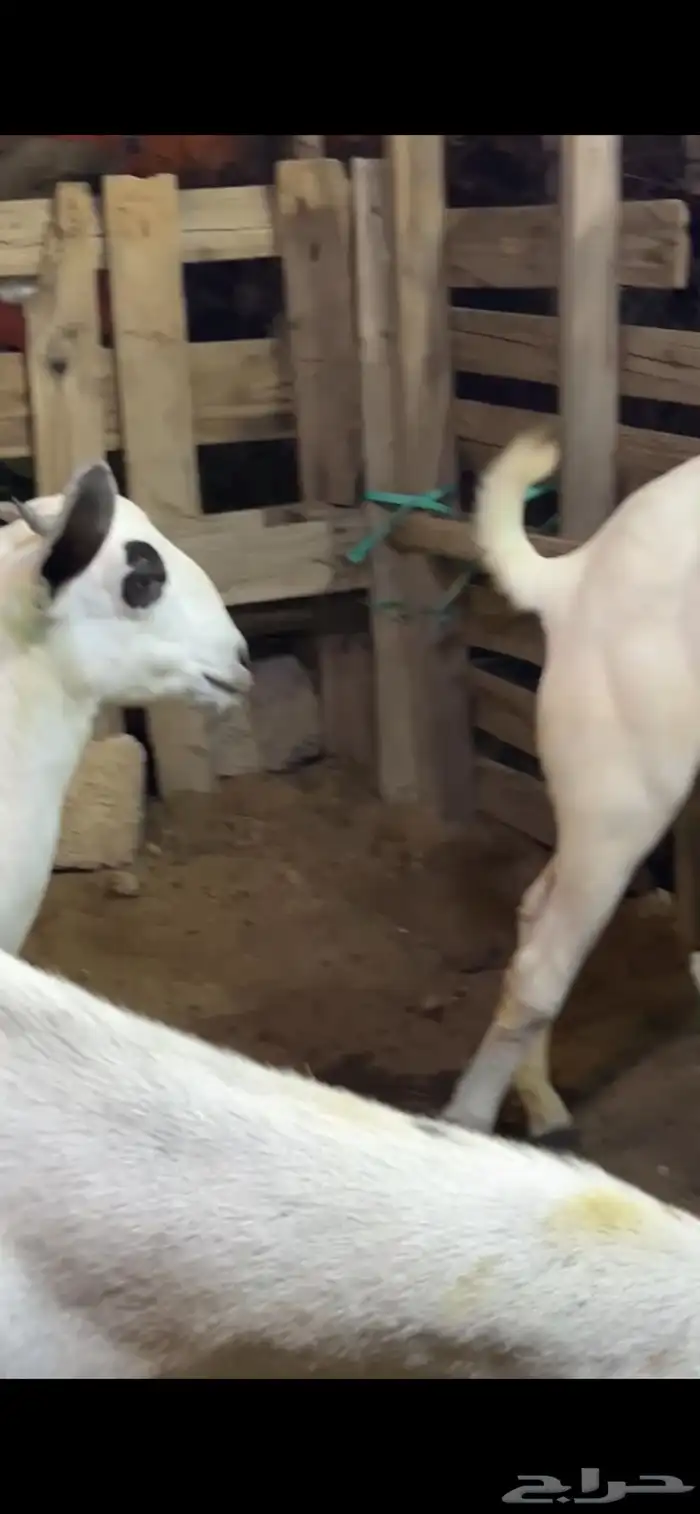 عنز كحلاء فاخره متاومه ب 3جفار كحل ماشاءالله 3