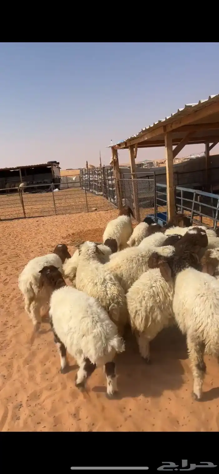 هرافى نعيم 4