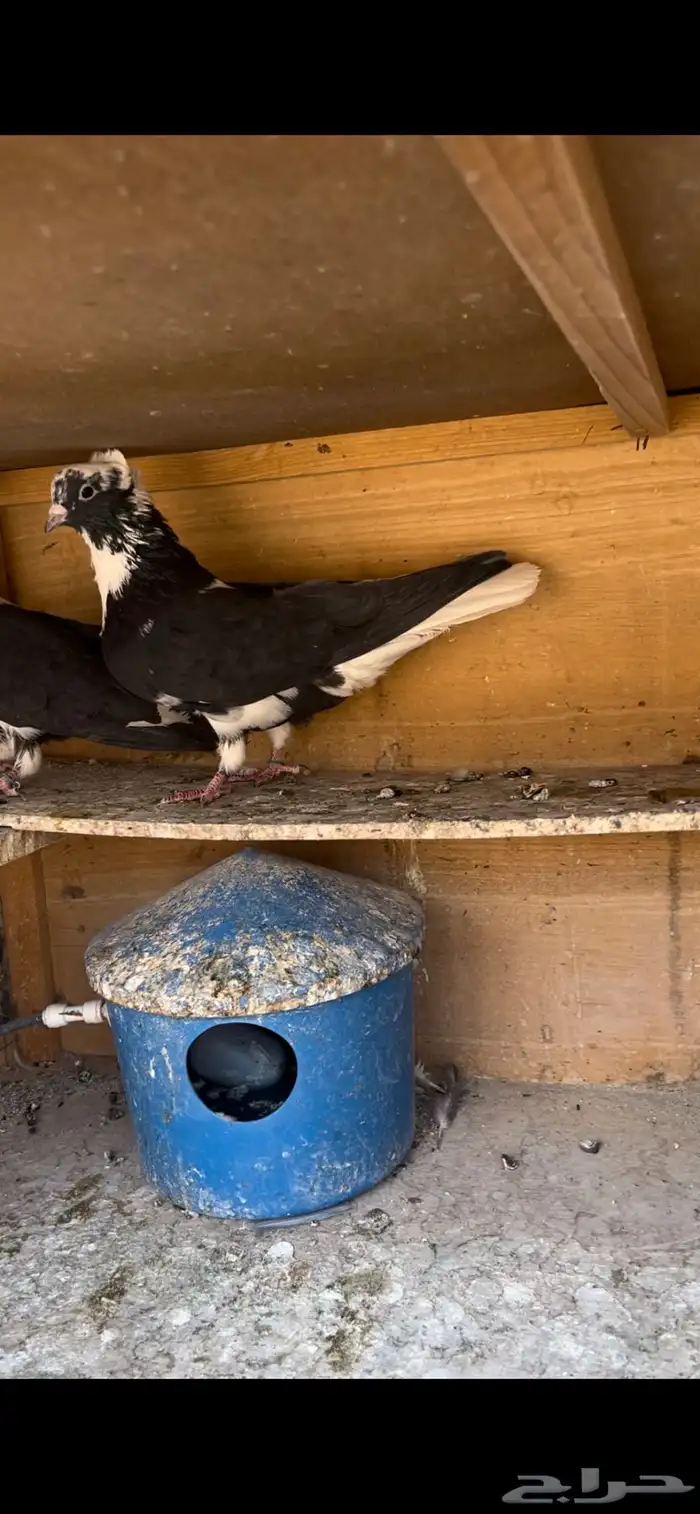 حمام قطيفي للبيع (تم البيع ) 2