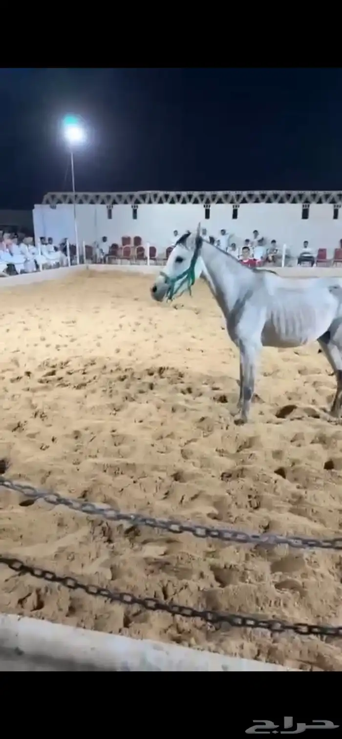 فرسين للبيع عربية شعبية 0