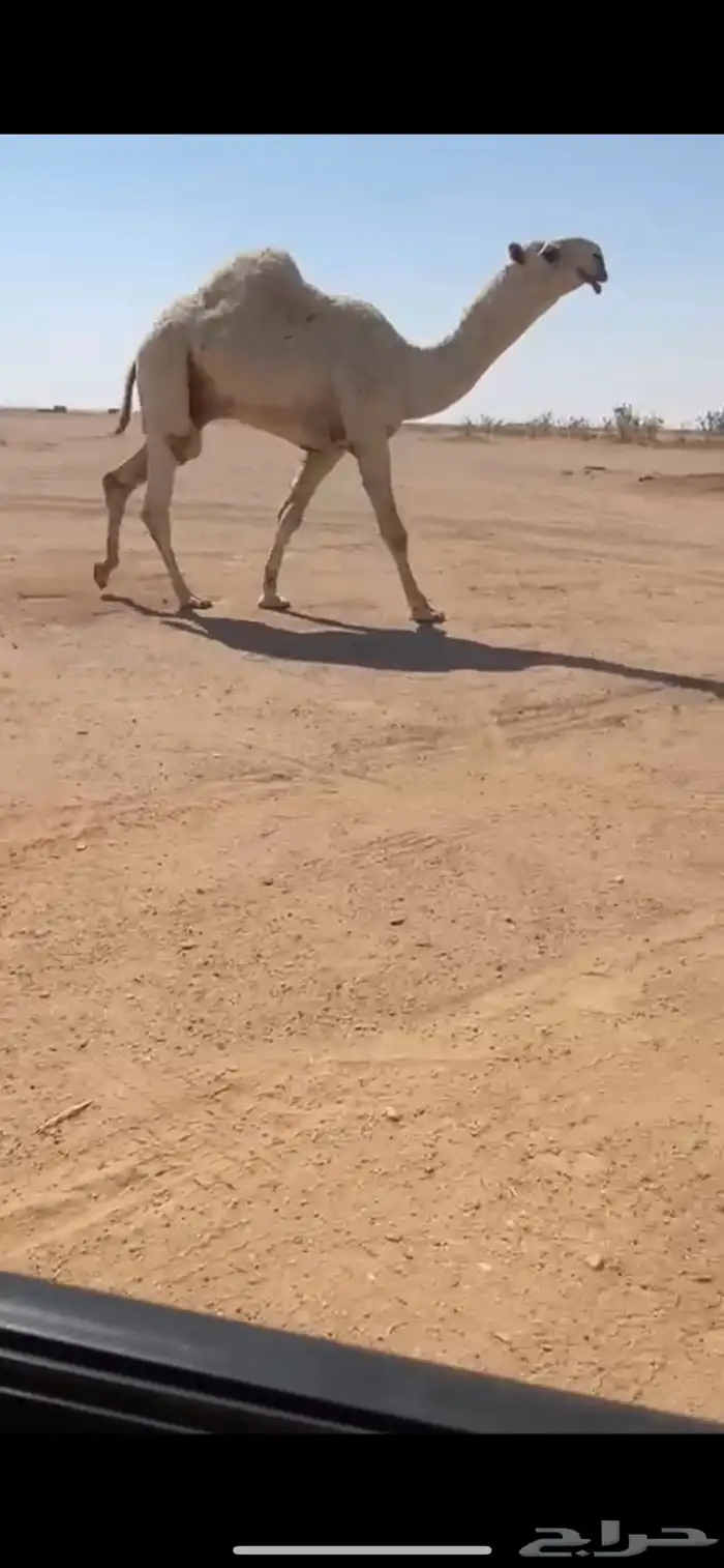 للبيع القعود الكفووو 0