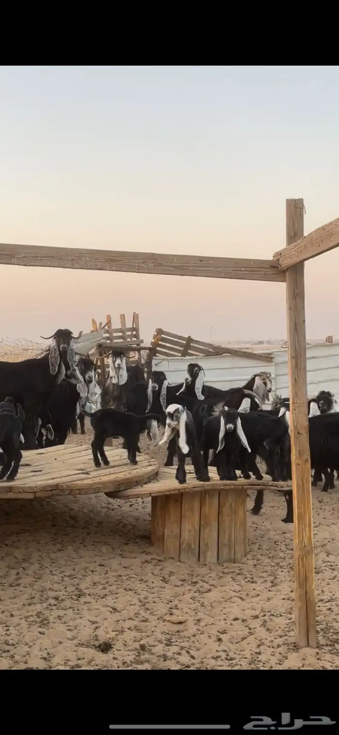 معزا عوارض رغايث 19