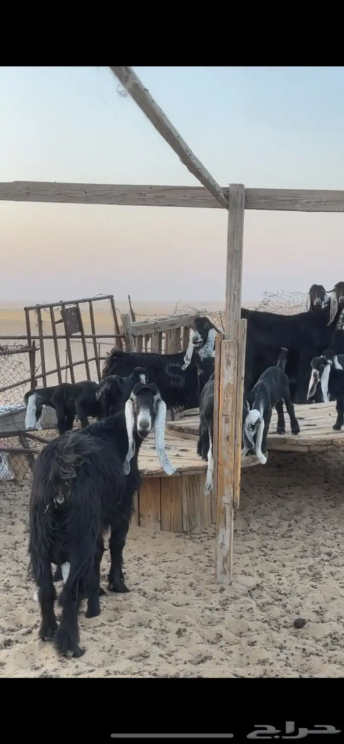 معزا عوارض رغايث 14