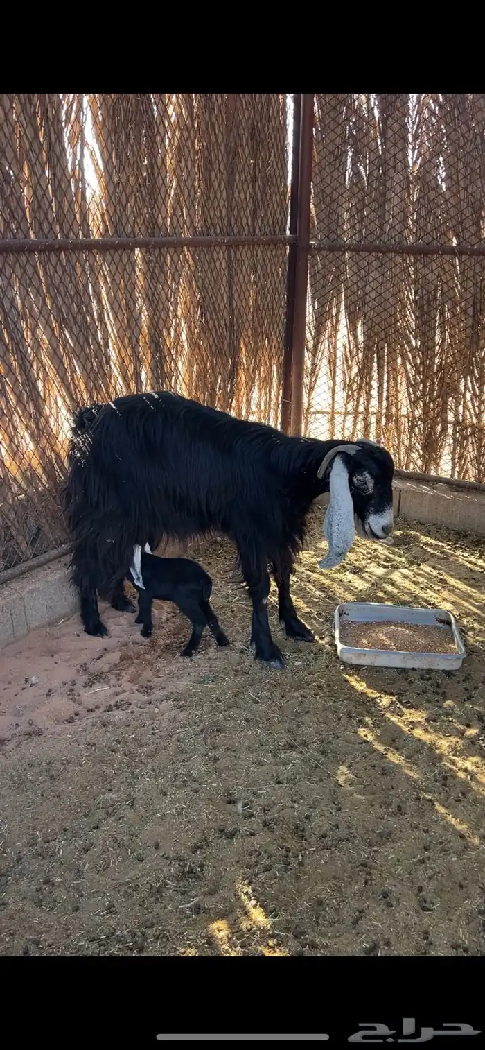 عنز عارضيه والد 1