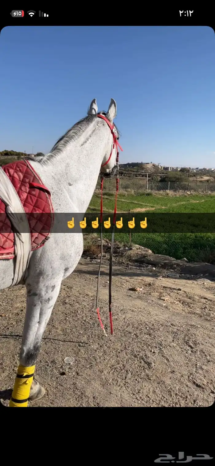 خيل واهو للبيع كفو 2