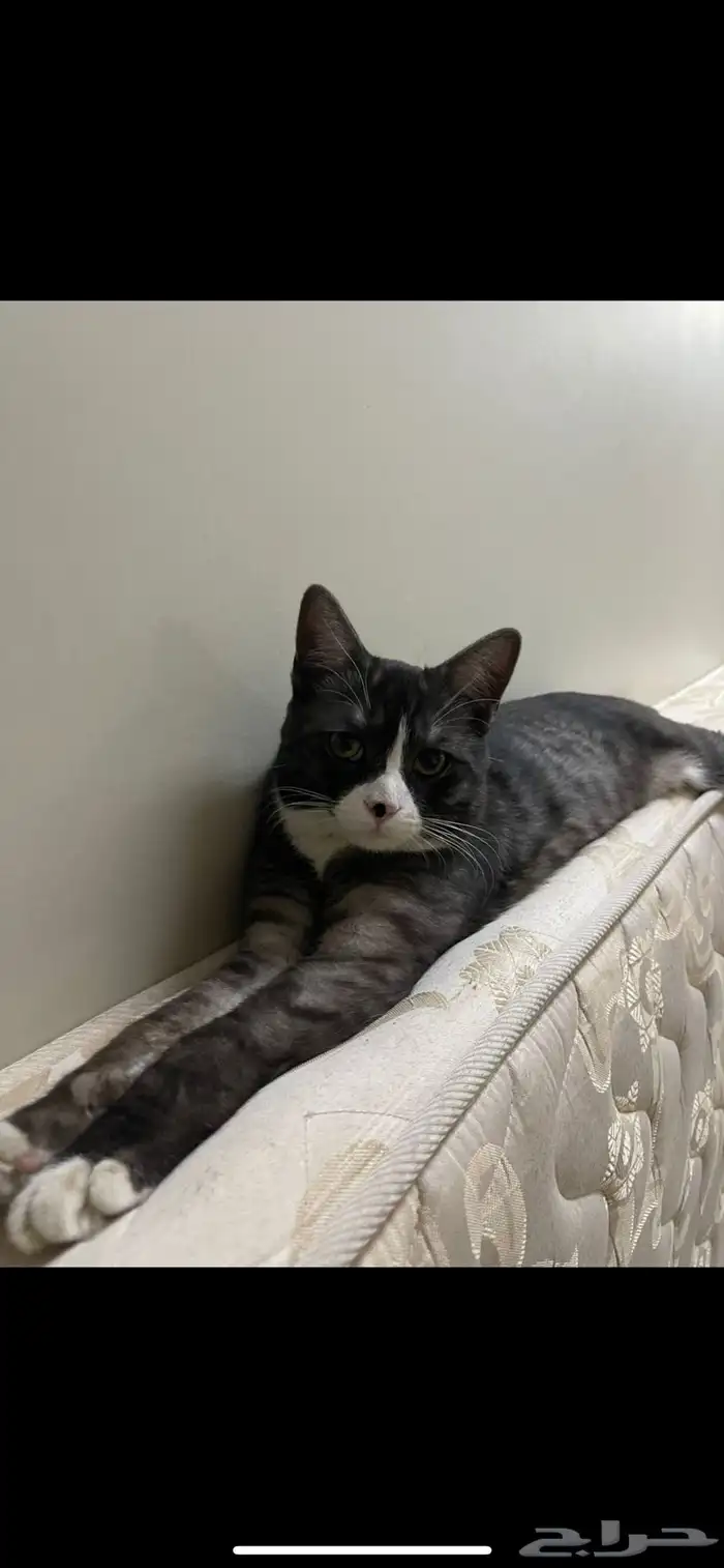 قط ذكر عمره 10 شهر 0