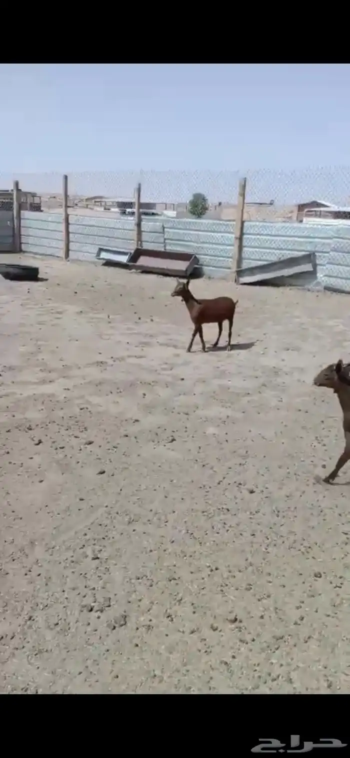 جفرتين وتيس مورسيانو 2