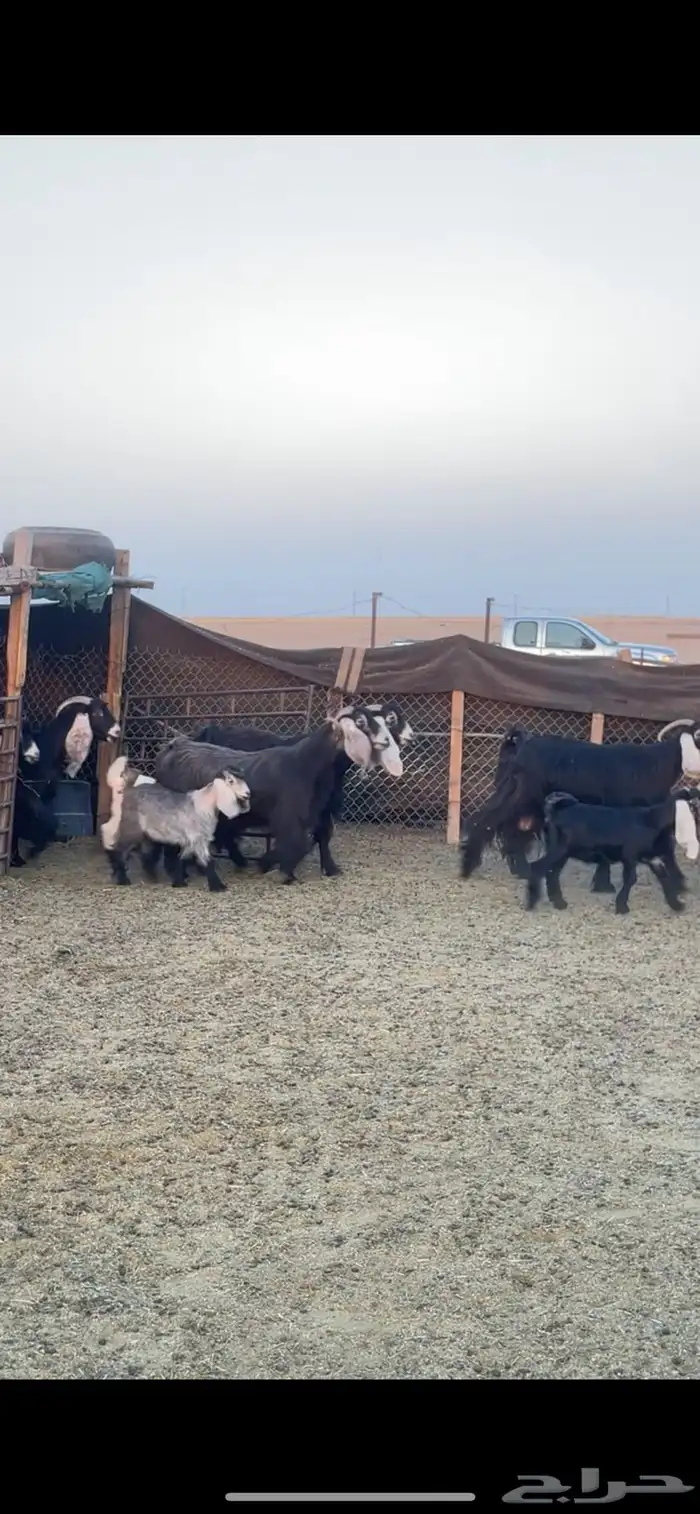 معزا عوارض رغايث 3