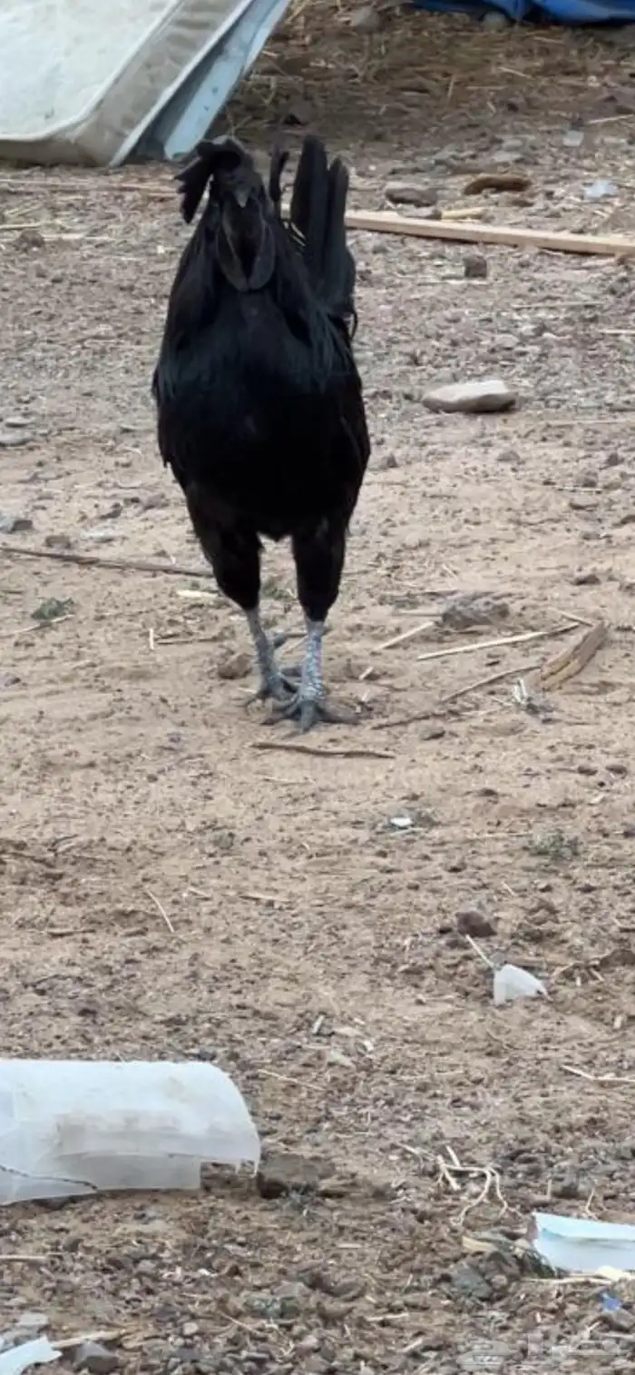 ديك للبيع اسود 3