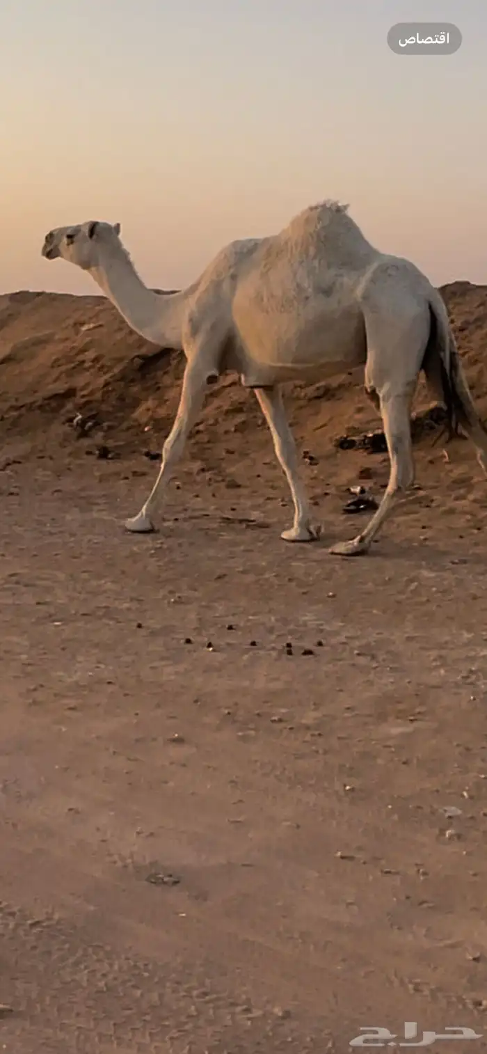 ناقة وضحا وضحى ضريبة ضروبة 1