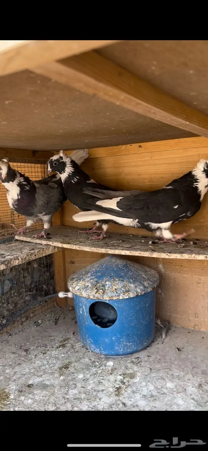 حمام قطيفي للبيع (تم البيع ) 5