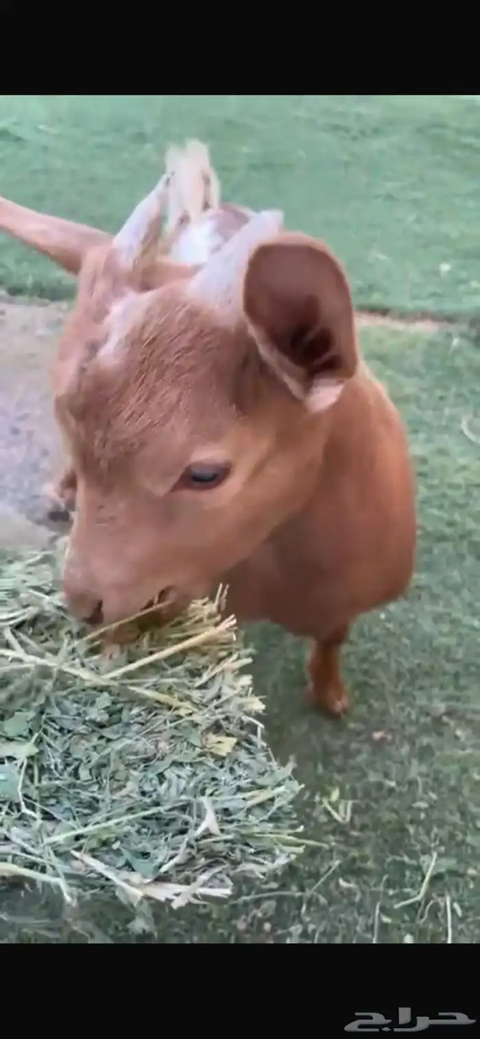 تيس مولود شهرين 0