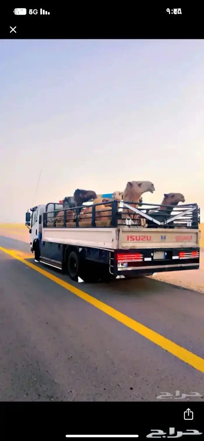 دينا ل نقل الابل 0