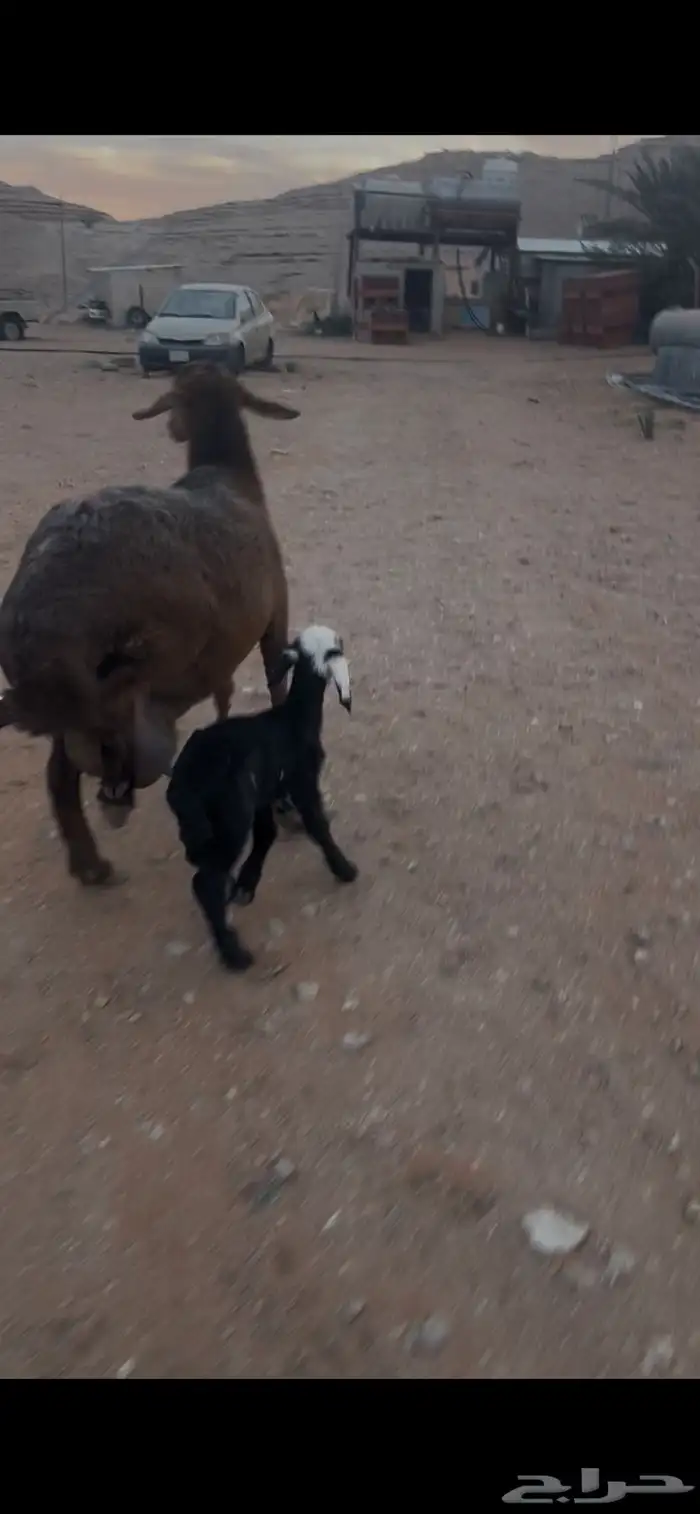 للبيع سواكن مهجنه ب نعيم وليد 2