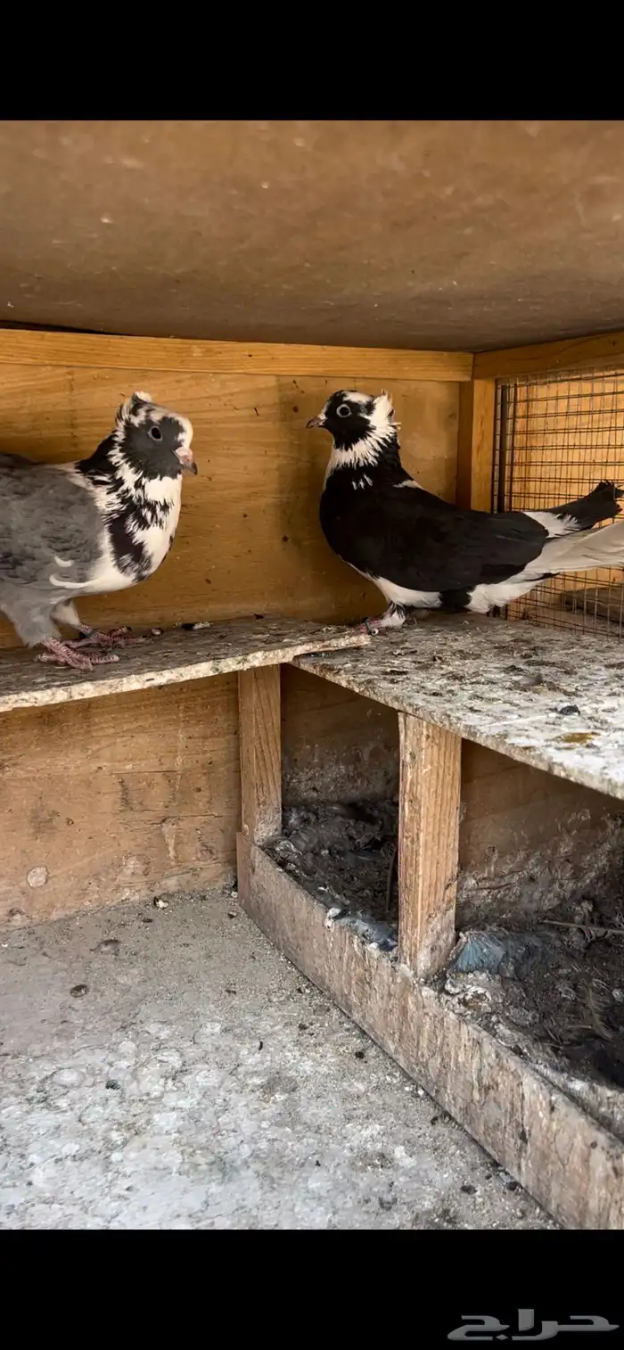 حمام قطيفي للبيع (تم البيع ) 7