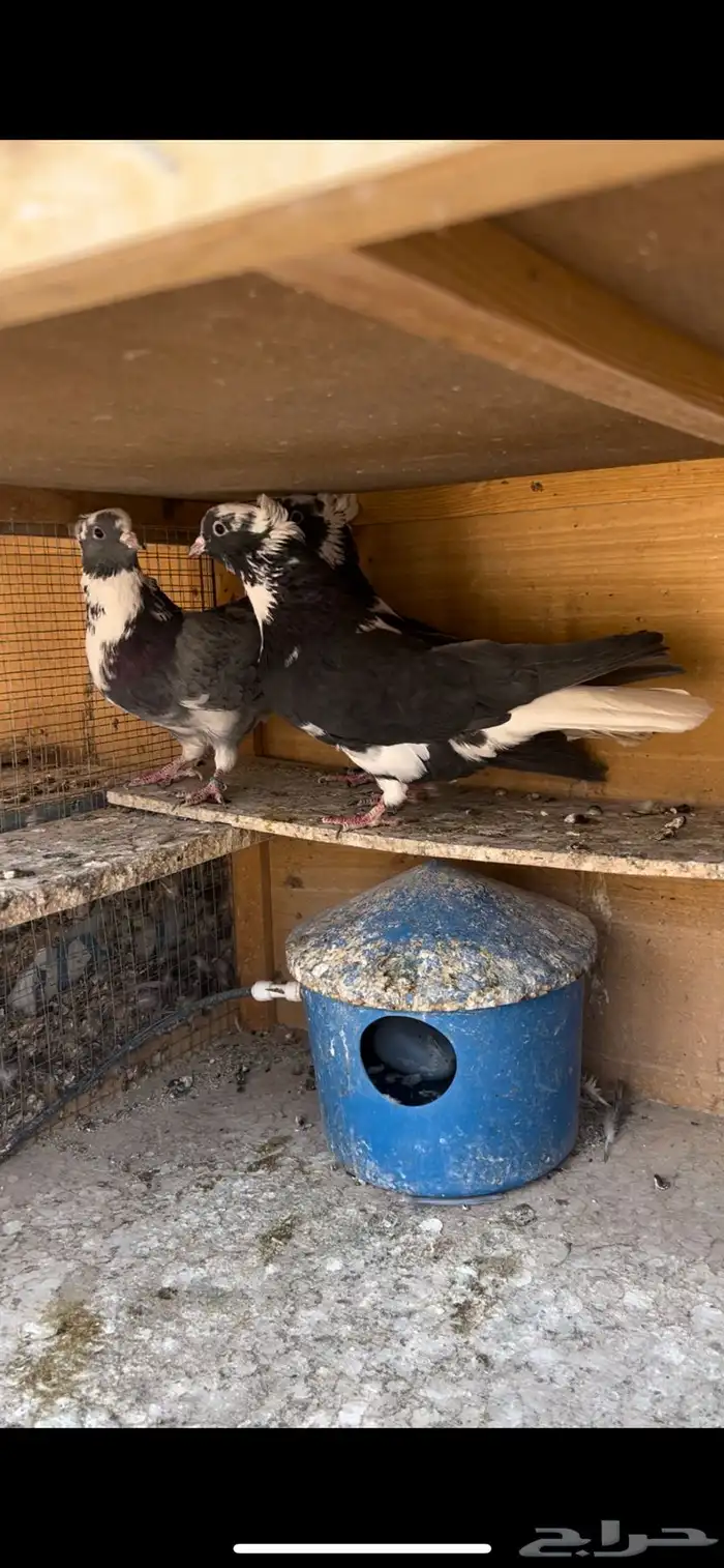 حمام قطيفي للبيع (تم البيع ) 4