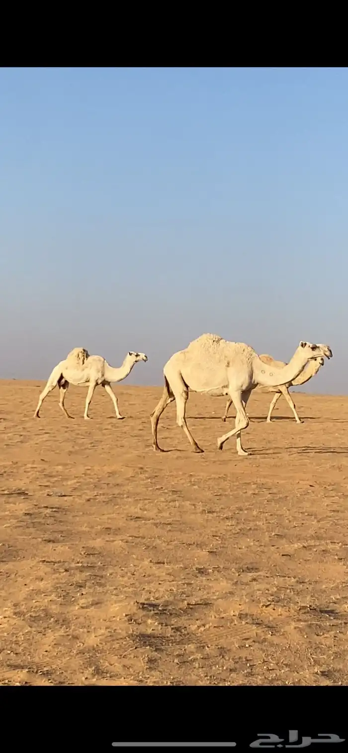 ابل ذود مراح واحد صفر و وضح 8