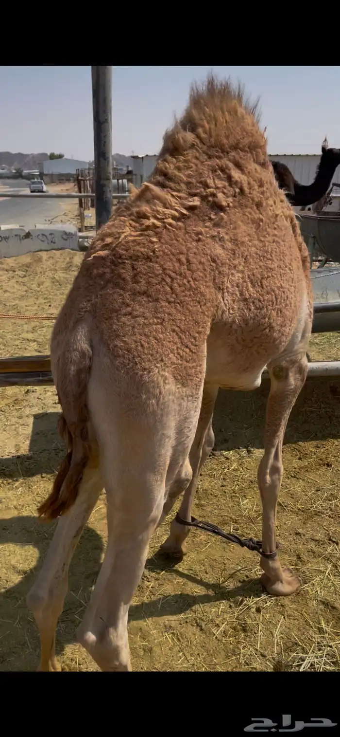 للبيع القعدان الكفو للمبادي وزواجات 2