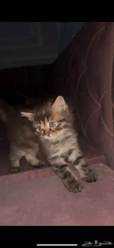 قط شيرازي للبيع 0