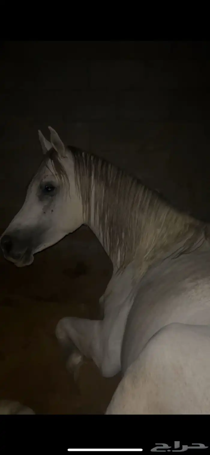 حصان أوراق 1