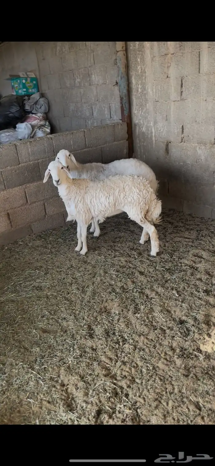 حريات مقاني طيبه ثنيه وسديس واحده امكن دافع وثانيه مااعلم 2 0