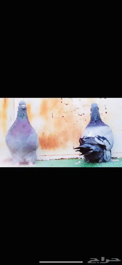 زوج فرش top index