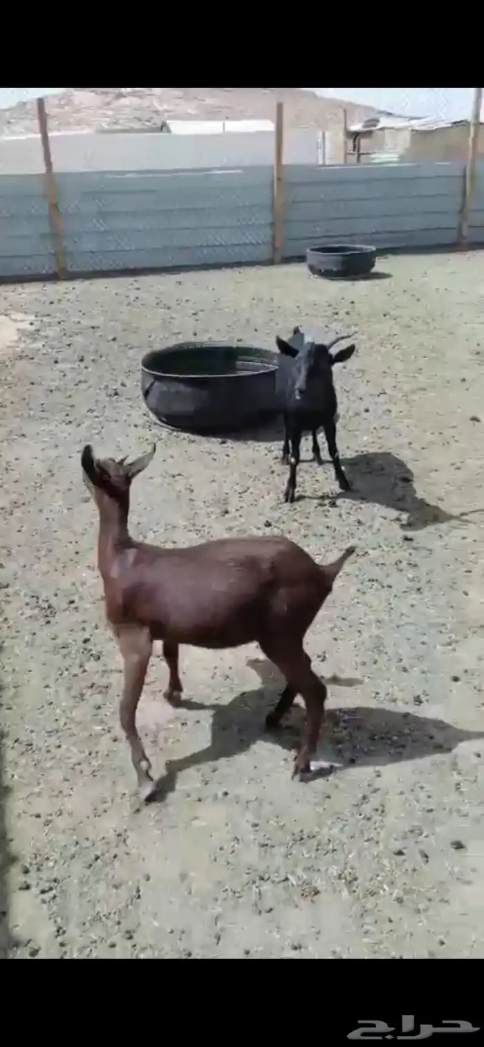 جفرتين وتيس مورسيانو 1