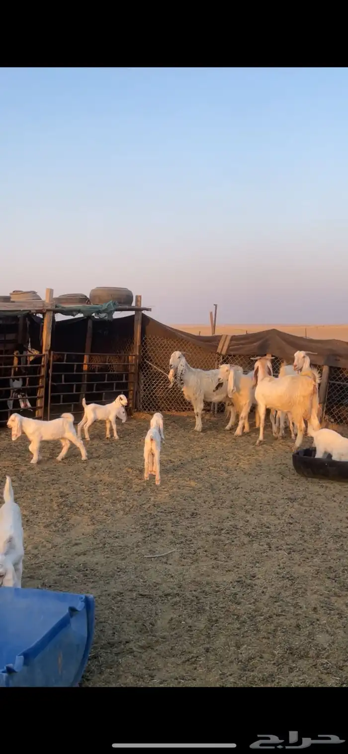 معزا عوارض رغايث 17