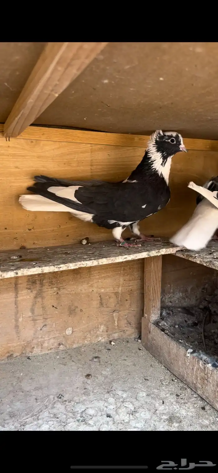 حمام قطيفي للبيع (تم البيع ) 0