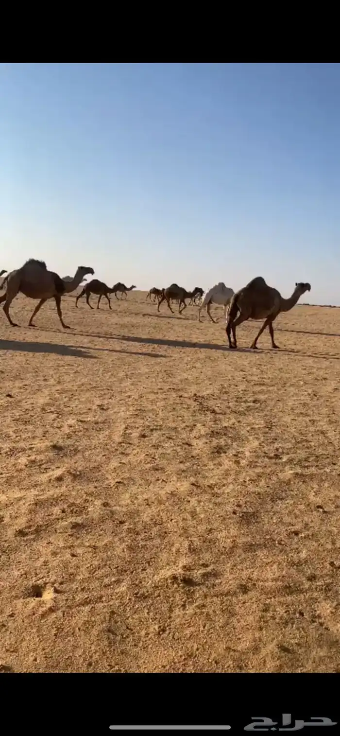 ابل ذود مراح واحد صفر و وضح 3