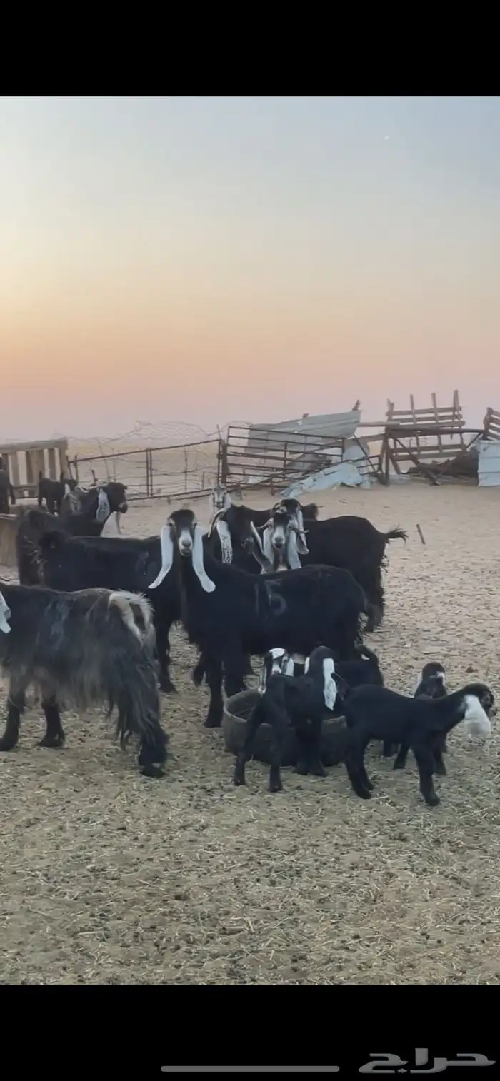 معزا عوارض رغايث 13