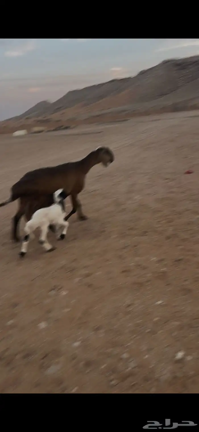 للبيع سواكن مهجنه ب نعيم وليد 1