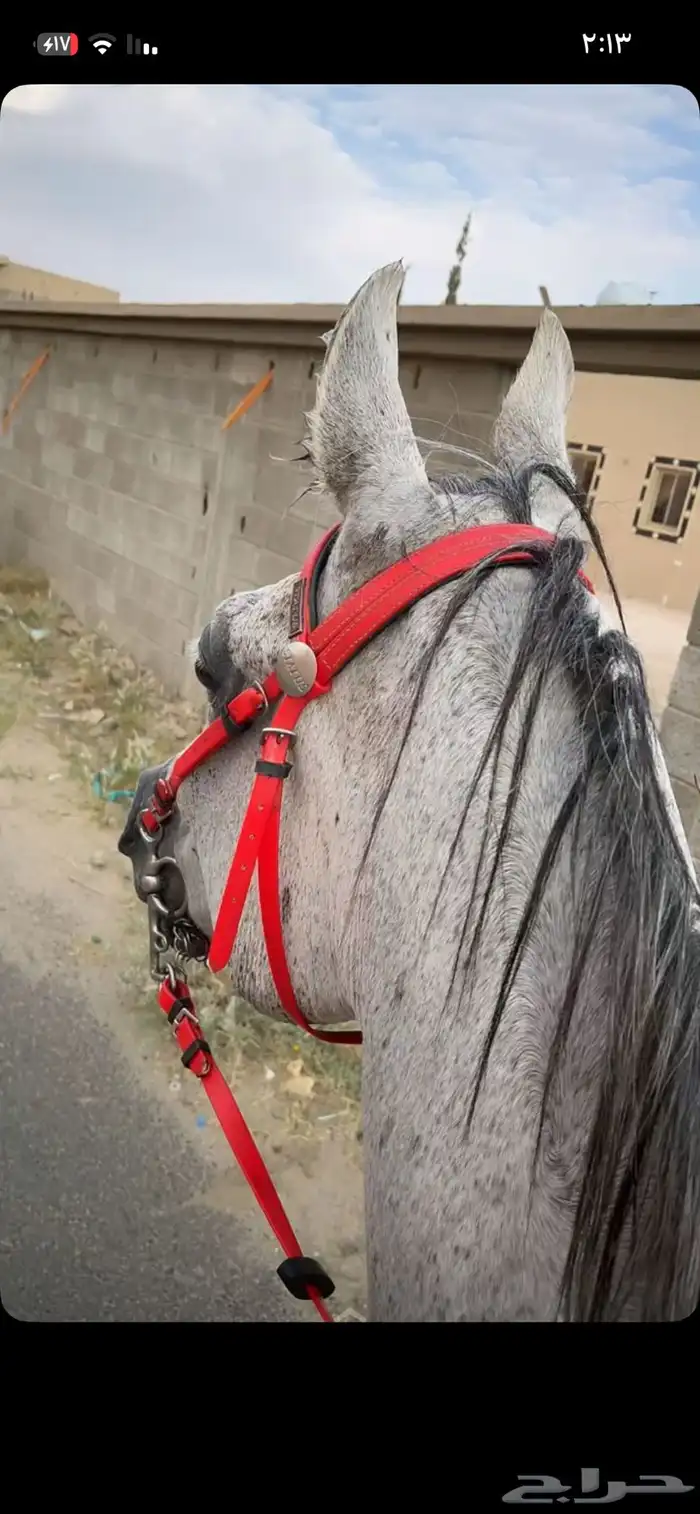 خيل واهو للبيع كفو 3