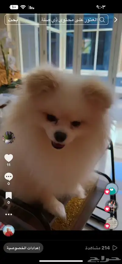 الخبر  العقربية index