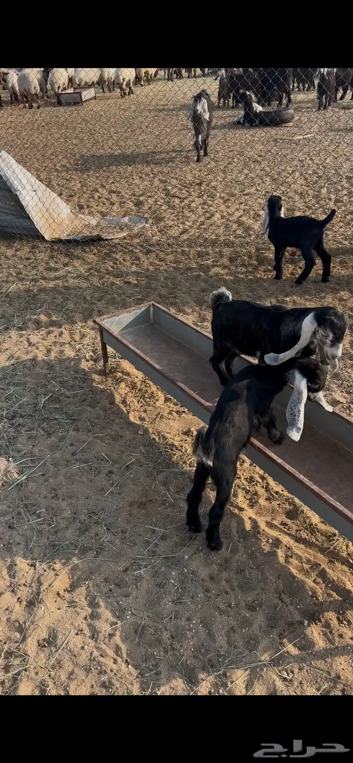 معزا عوارض طيبه متاومه 4