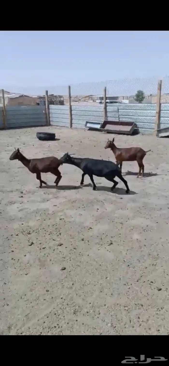 جفرتين وتيس مورسيانو 3