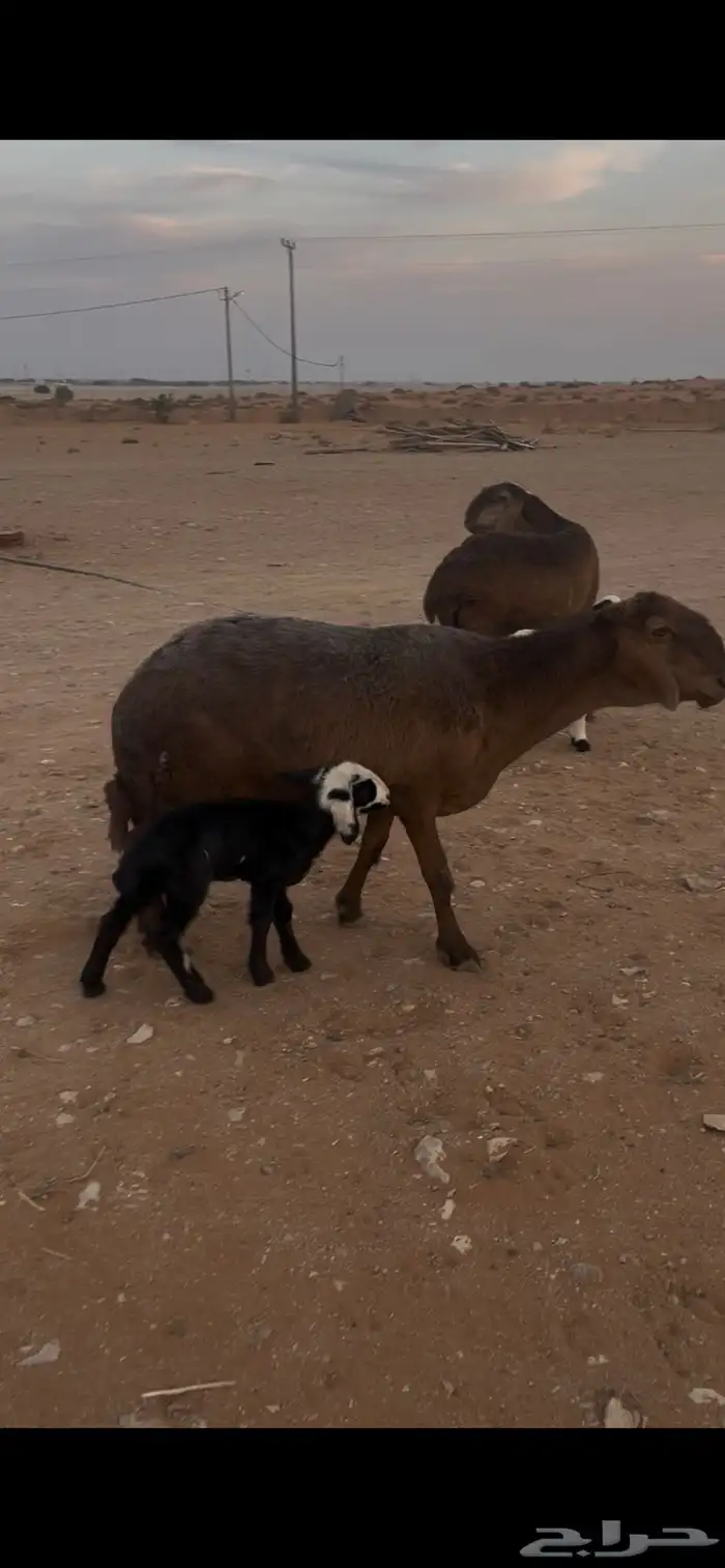 للبيع سواكن مهجنه ب نعيم وليد 0