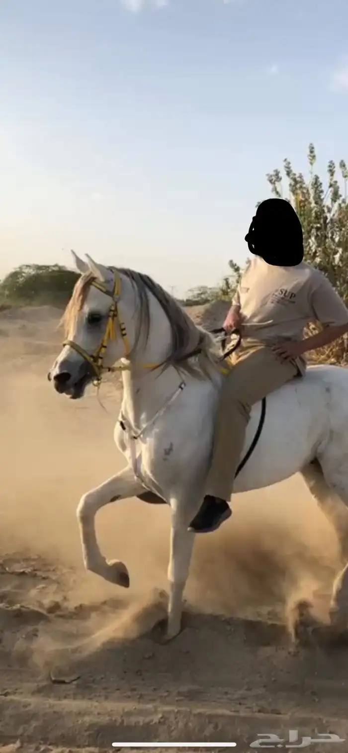 حصان أوراق 0