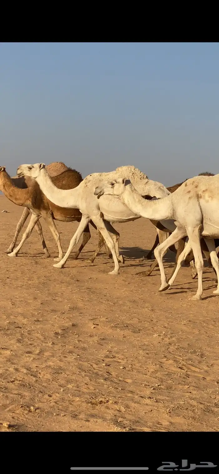 ابل ذود مراح واحد صفر و وضح 6