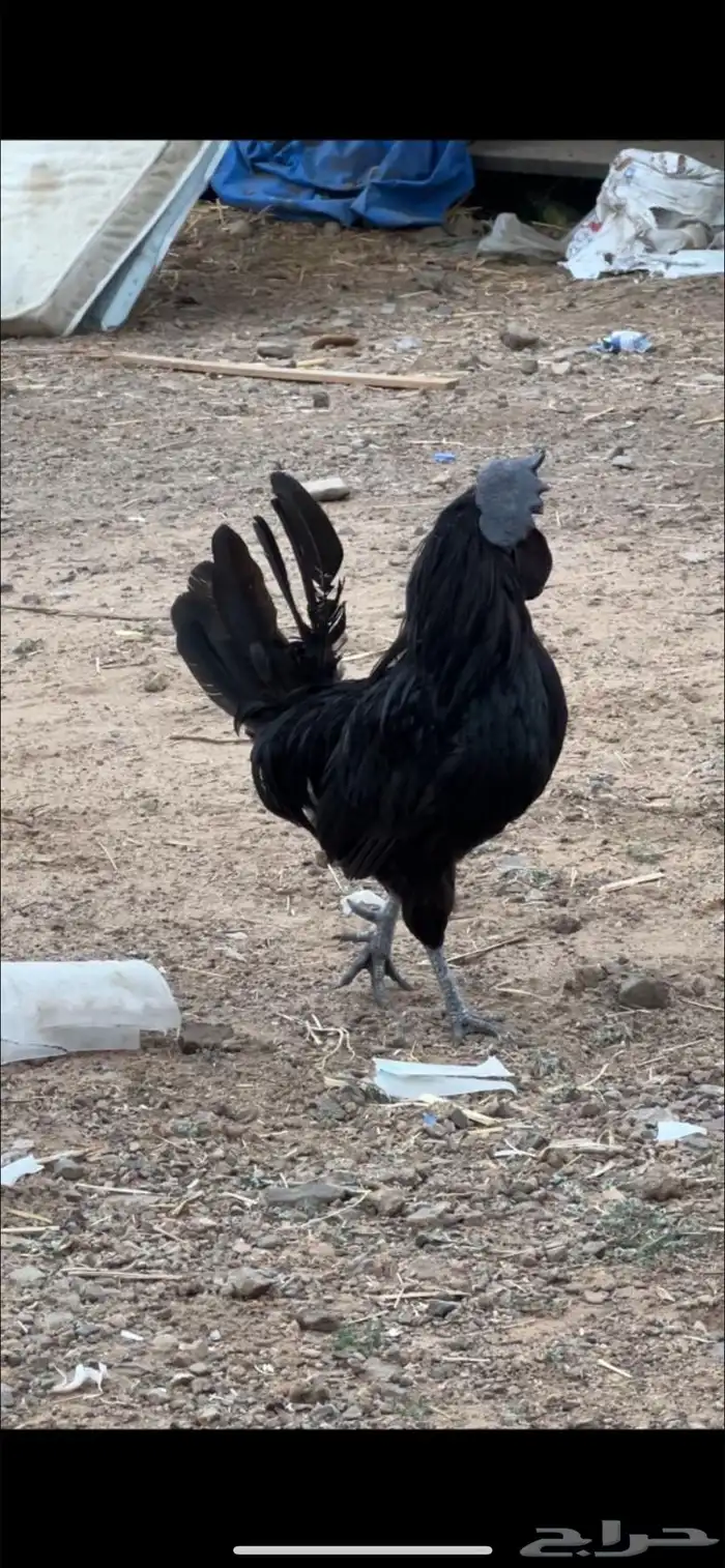 ديك للبيع اسود 0
