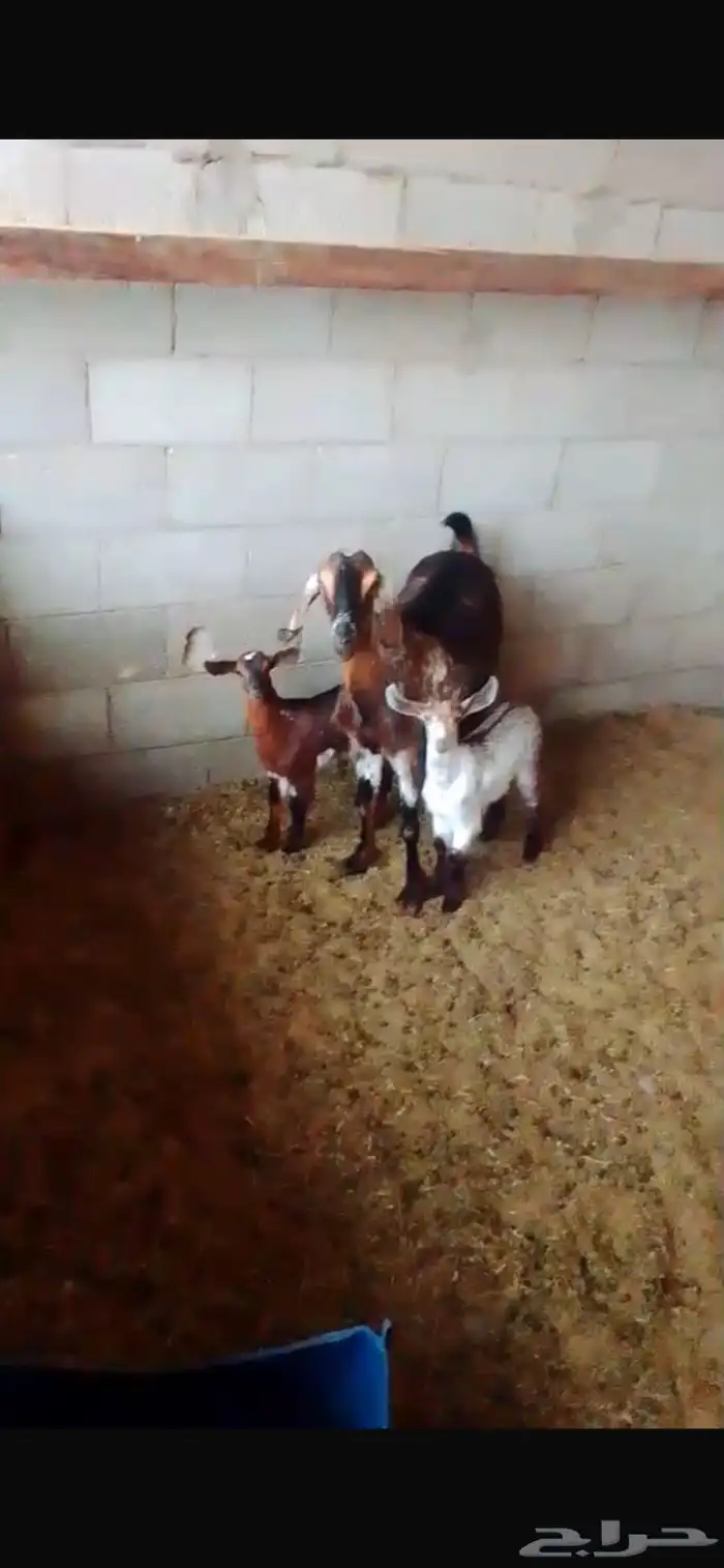 عنز جنوبيه 0