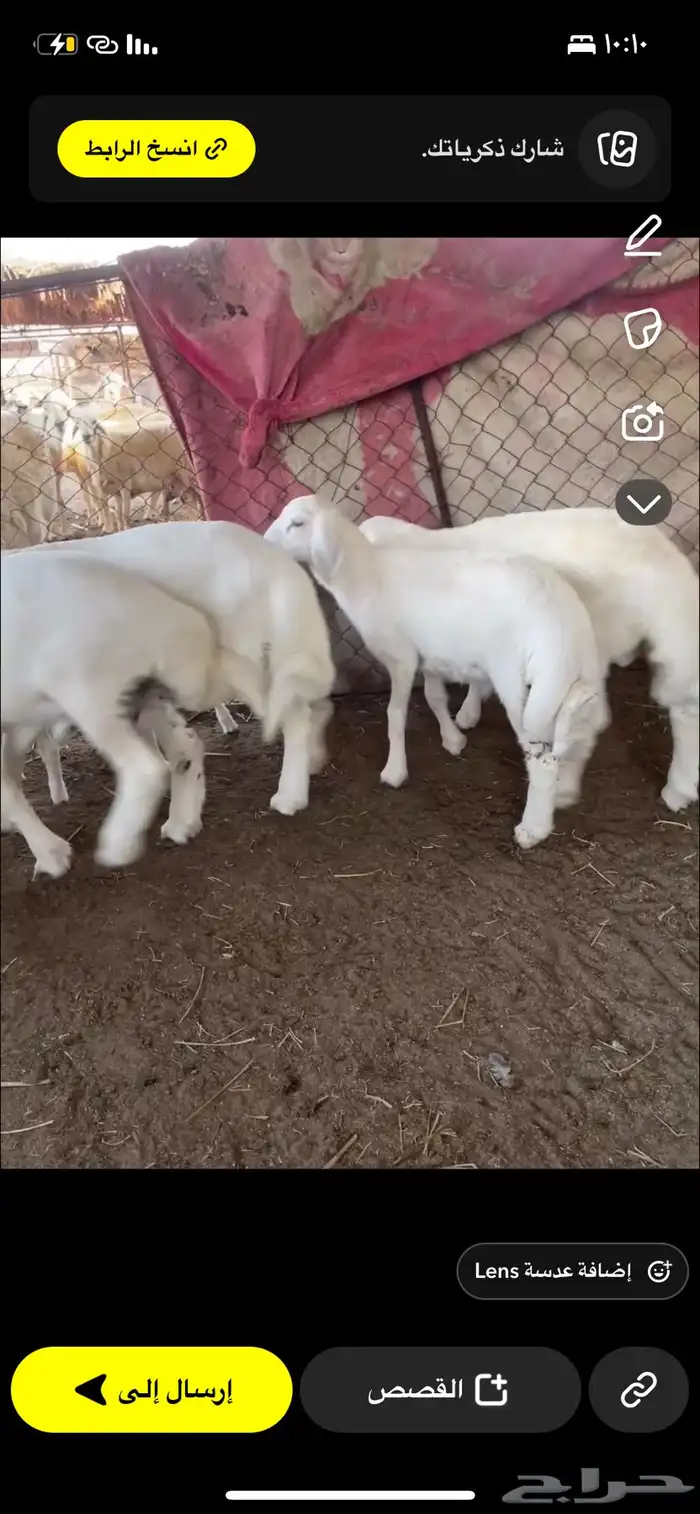 بهم حري لباني 2