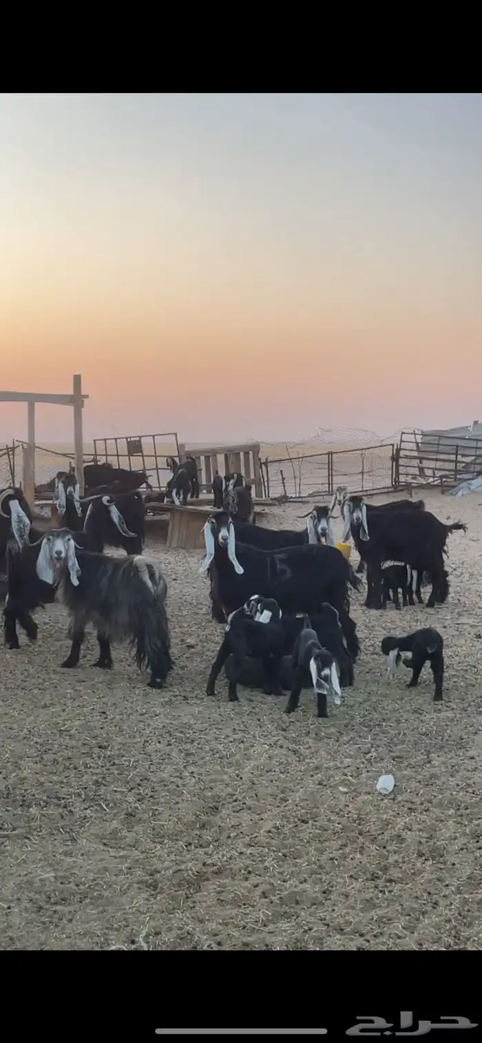 معزا عوارض رغايث 22