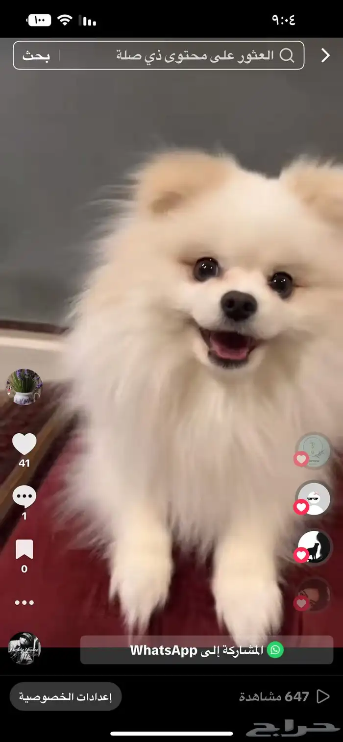 الخبر  العقربية 0