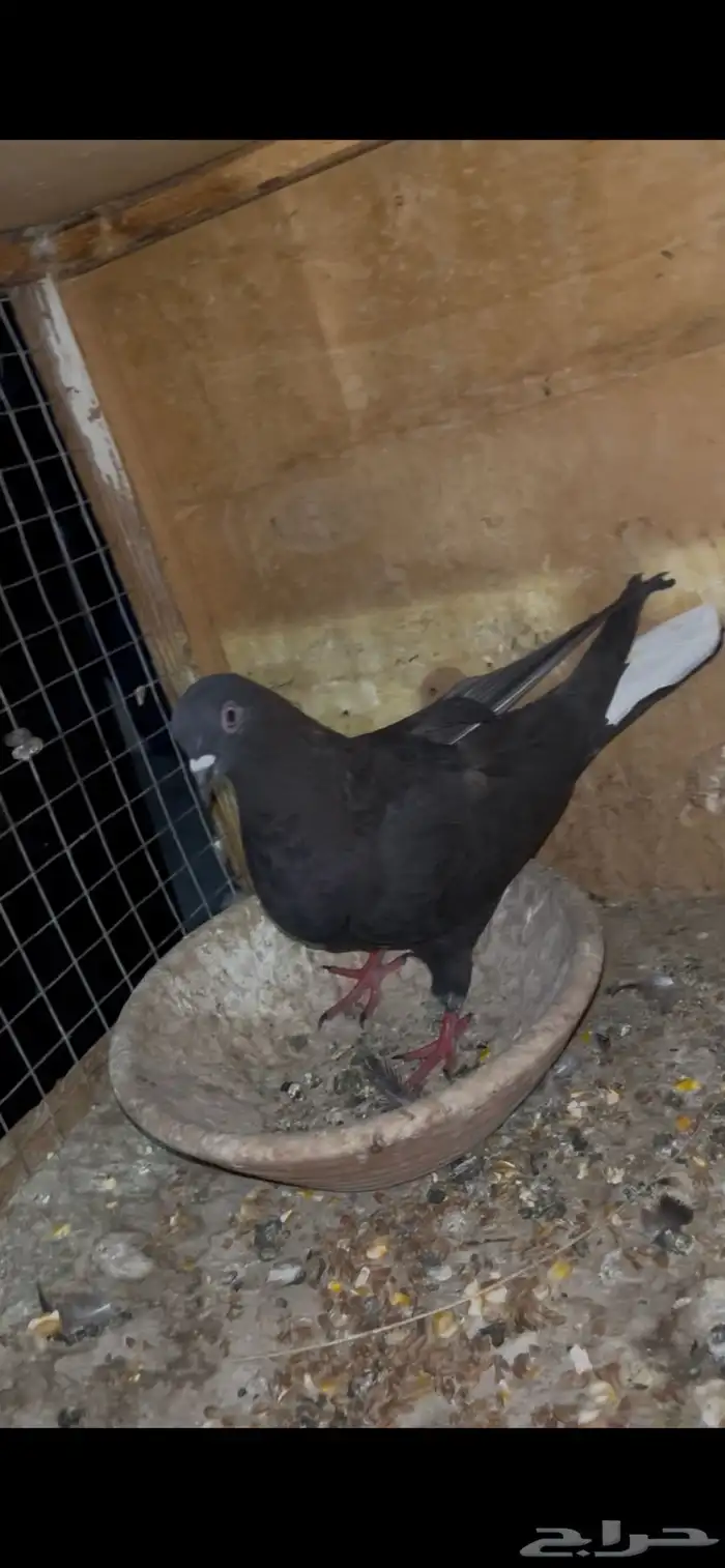 حمام قطيفي منتج للبيع 3